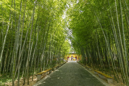 竹子种植的最佳季节是哪个？春季或秋季种竹子更合适呢
