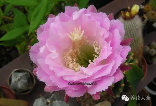 月季花， 美丽却神秘的精灵