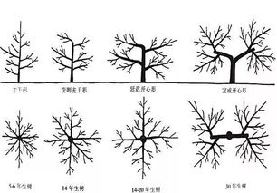 自然开心形与辨别树种方法