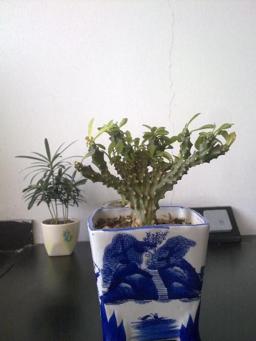 麒麟叶子黄了咋办？