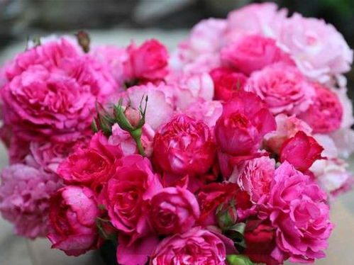 分地区的养护要点