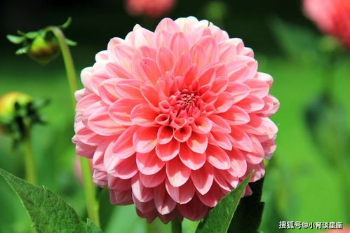 大丽花花期一般多长时间，如何根据花期合理安排种植时间