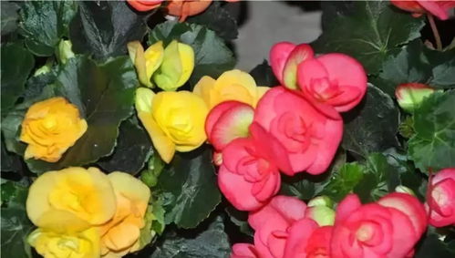 海棠花上的小白飞虫处理小窍门