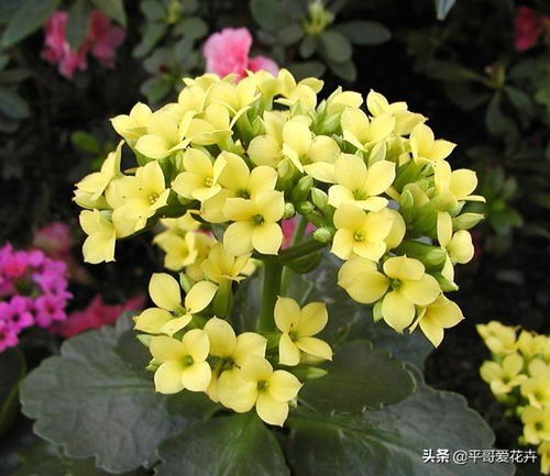 补光，红光的魔力