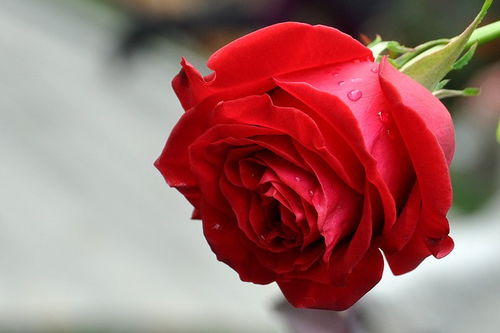 玫瑰花花盆，精美款式