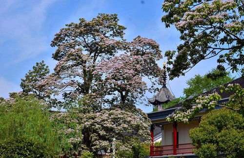 楸树：既美又毒的神秘树木