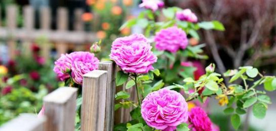 月季爱酸性， 土壤微酸才旺盛