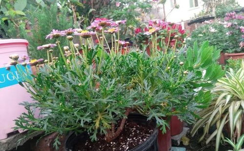 鹤望兰小苗的成长记录