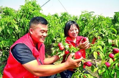 黄瓜种植中需防治霜霉病、白粉病、疫病
