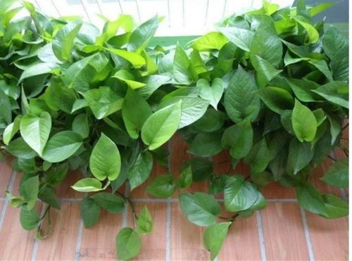 绿萝：净化空气，旺家旺运，家居必备绿植