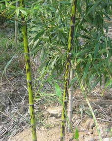 竹苗养护小贴士