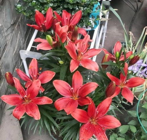 百合花开完花后老花匠教你这么处理