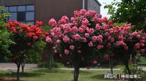 关键词：树状月季花苗