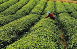 茶叶喷农药的黄金季节