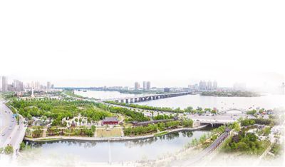 行道树的悠久历史与城市美化