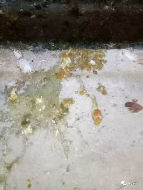 揭秘鹅拉白色稀便之谜，黄绿色粪便背后的秘密