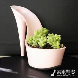 椰子壳种花新潮流，环保创意花盆来啦！