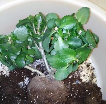 长寿花在什么季节和月份最适合换盆