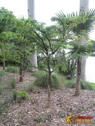 树木的“城市绿化”：支撑架在城市中的作用