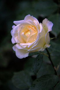 帝后的情有独钟，月季的历史