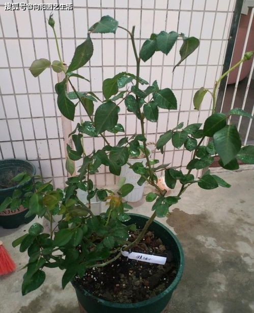 烂接口的罪魁祸首