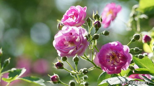 环境与气候的影响