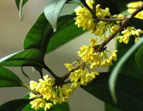 桂花树养护，让桂花香气四溢的秘诀