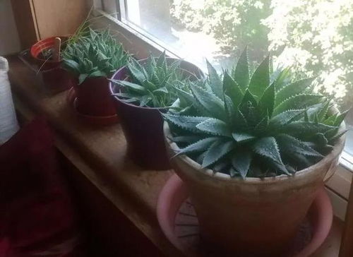 Word版本下载可任意编辑常见的10种盆栽花卉养护技巧