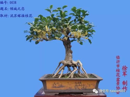 第一次修剪， 别急，等几个月再说