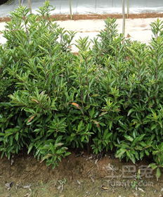 扦插时间， 讲究天时地利人和