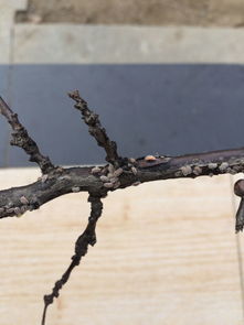 一、 雪松树出现的三大症状