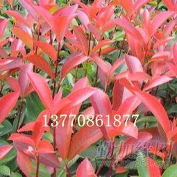 养护红叶石楠：呵护的智慧