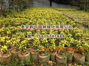 浇水，浇水，还是浇水