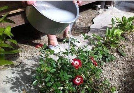 浸泡花生水浇花？这水浇花真的好吗