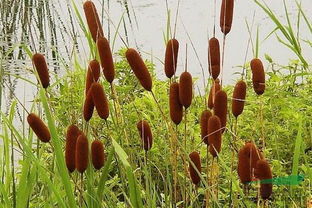 红土种草成活率低怎么办？