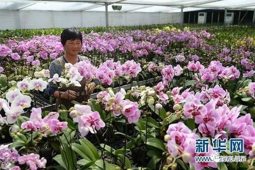 花木界的春天盛宴，你准备好了吗？