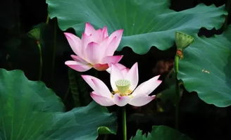 七月种植荷花，会不会太晚了？