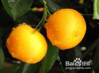 金桔皮可食用吗？它有哪些健康价值