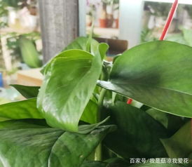 营养水， 让叶子梗鲜亮