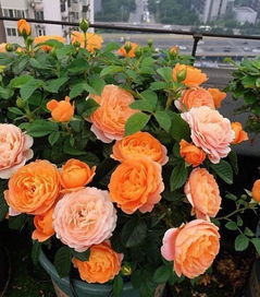 杏色露台月季：美得让人心动的花，养起来简单不简单？