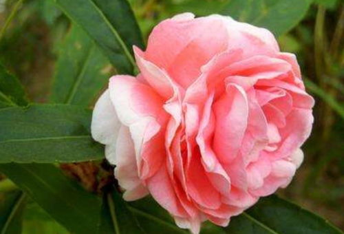 茶花凤仙怎么种植和养护，才能保证其开花旺盛且病虫害少