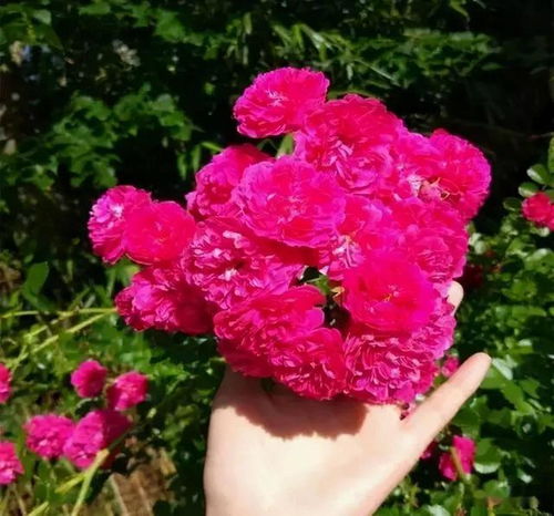 盆栽月季：精致小家的守护者