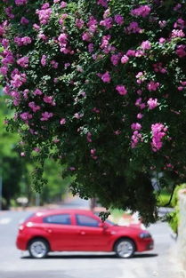 青岛蔷薇花开， 浪漫满溢