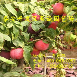 “耐寒奇花！荔枝树零下低温也能安然越冬！”