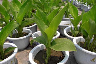 美人梅种植方法