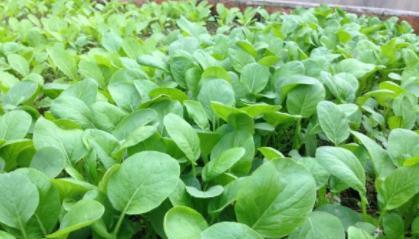 防范是关键：种植者的智慧