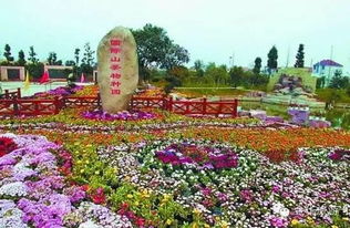 婺城区竹马乡茶花产业：美名远扬的绿色经济引擎