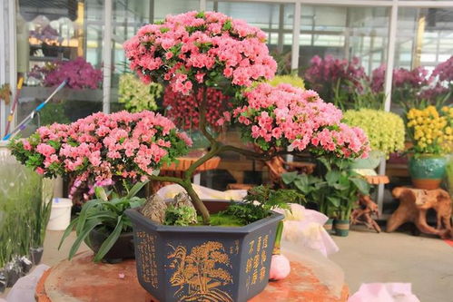 荷包牡丹， 美丽绽放