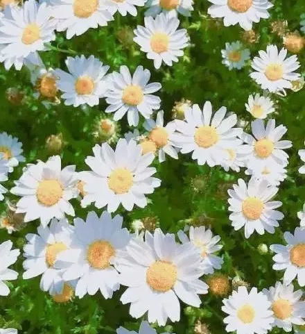 雏菊的多彩世界