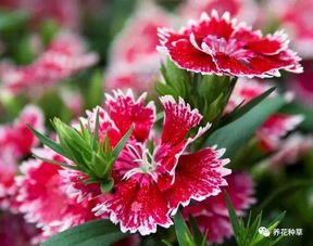 冬季草本花卉的秘密花园